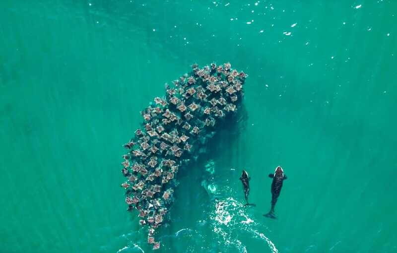 La Paz or La Ventana: Ocean Safari - Frequently Asked Questions