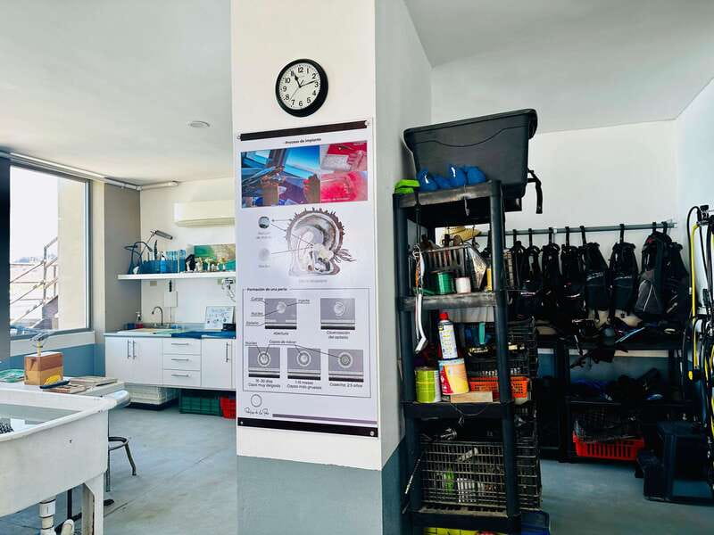 La Paz: Pearl Farm Experience and shop - Exploring the Laboratory and Marine Environment