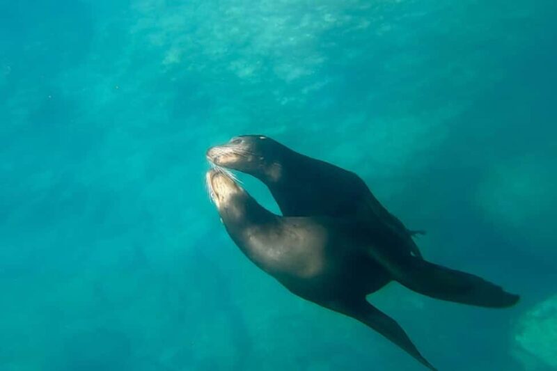 La Paz: Sea Lions & Mega-Paddleboard Tour in Espiritu Santo - Snorkeling with Curious Sea Lions at Los Islotes