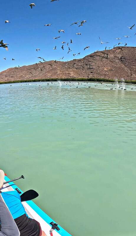 La Paz: Sea Lions & Mega-Paddleboard Tour in Espiritu Santo - Final Thoughts on the La Paz Sea Lions & Mega-Paddleboard Tour