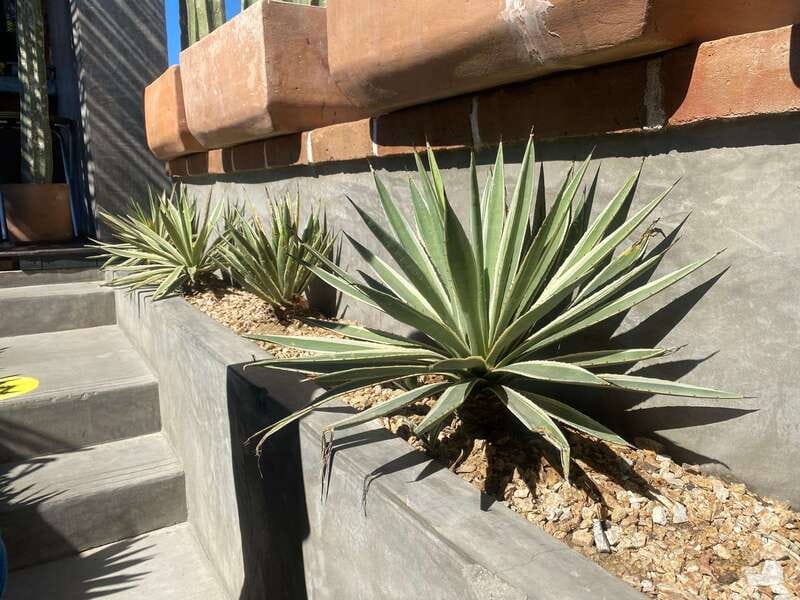 La Paz: Todos Santos Day Trip - Free Time to Discover Downtown Todos Santos