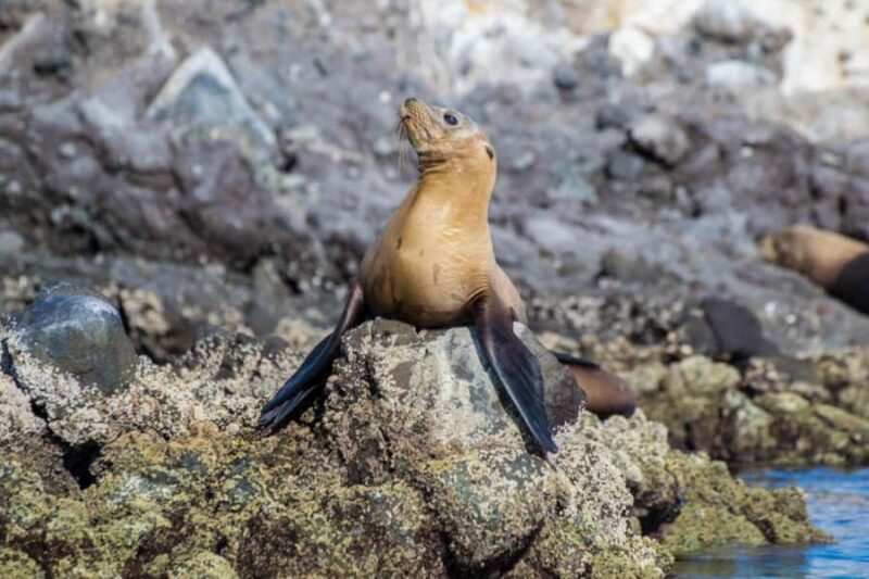 La Paz: Whale Shark and Sea Lions Snorkeling Tour - Snorkeling at San Rafaelito Islet and Coral Reefs