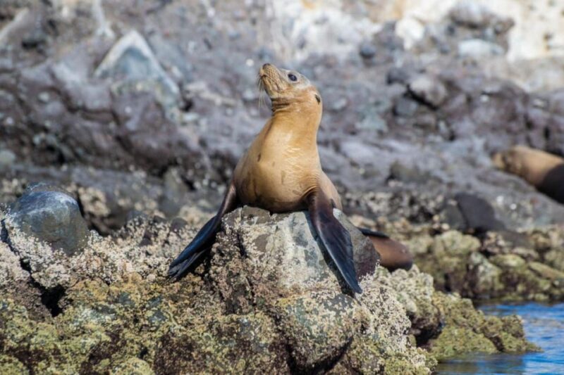 La Paz: Whale Shark and Sea Lions Snorkeling Tour - Seasonality and Environmental Considerations