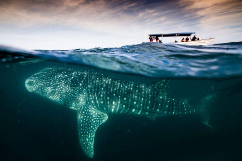 La Paz: Whale Shark and Sea Lions Snorkeling Tour - Overall Value and Suitability