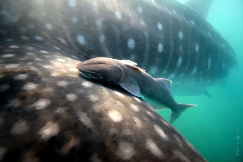 La Paz: Whale Shark Swimming Adventure with Marine Biologist - Seasonal Timing and Best Time to Book
