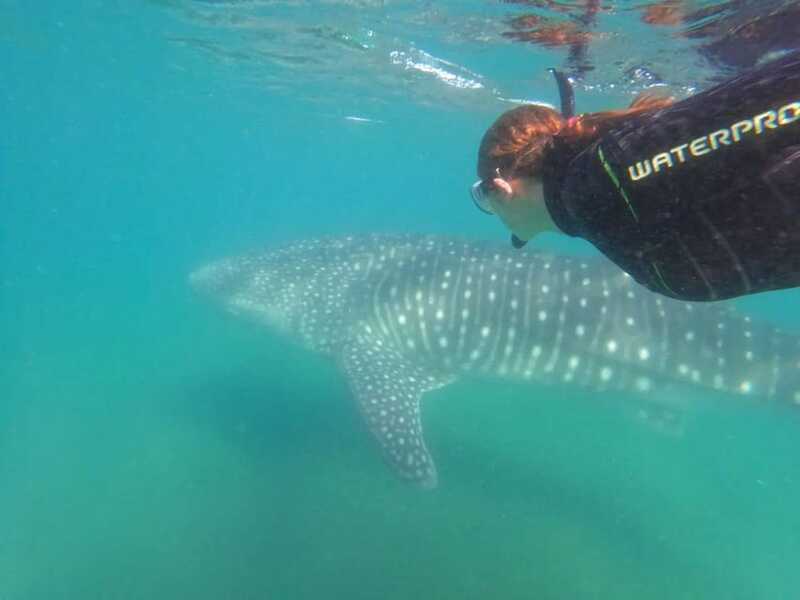La Paz: Whale Shark Swimming Adventure with Marine Biologist - Price and Cancellation Policy