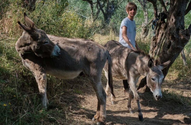 La Pieve: Walk with Donkeys in the Hills of Pisa - Explore the Gentle Charms of Tuscany with a Donkey Walk Near Pisa