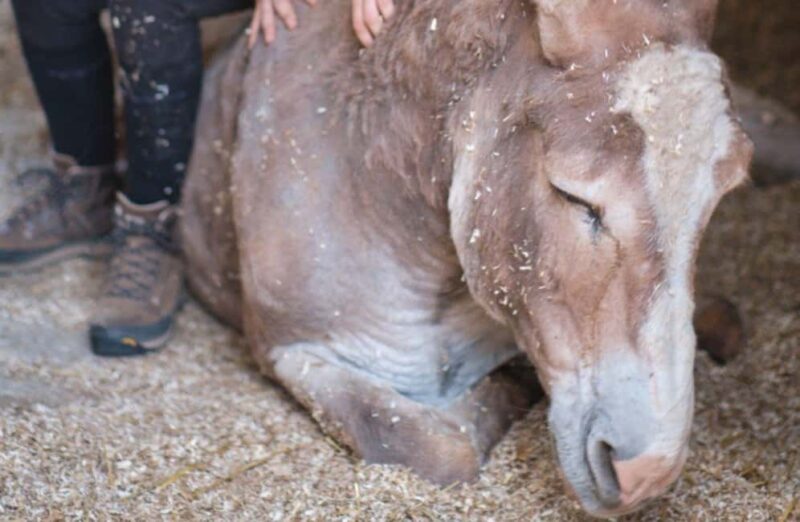 La Pieve: Walk with Donkeys in the Hills of Pisa - Key Points