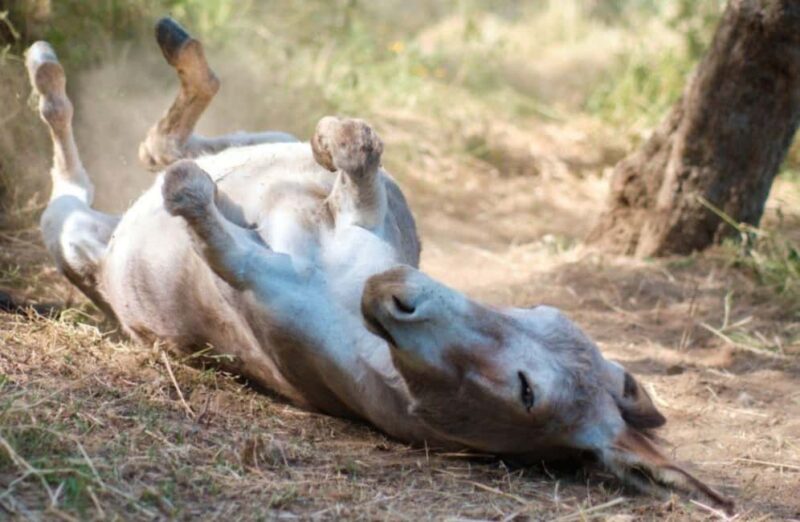 La Pieve: Walk with Donkeys in the Hills of Pisa - Learning to Handle and Care for Donkeys
