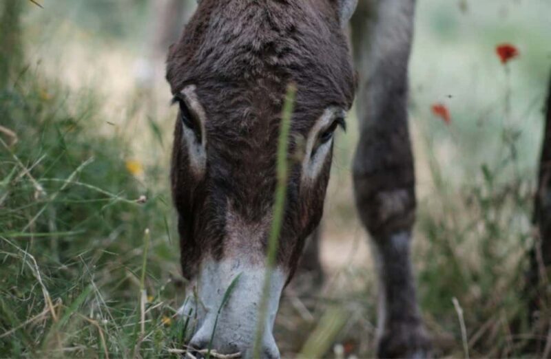La Pieve: Walk with Donkeys in the Hills of Pisa - Practical Details: Meeting Point and Group Size