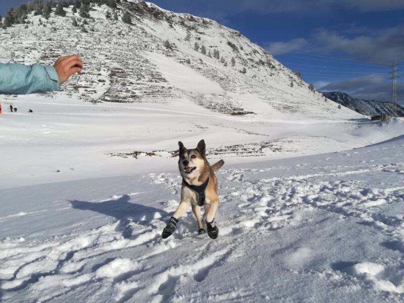 La Raya: Fuentes de Invierno Snowshoe Walk - The Simplicity and Safety of Snowshoeing for All Ages
