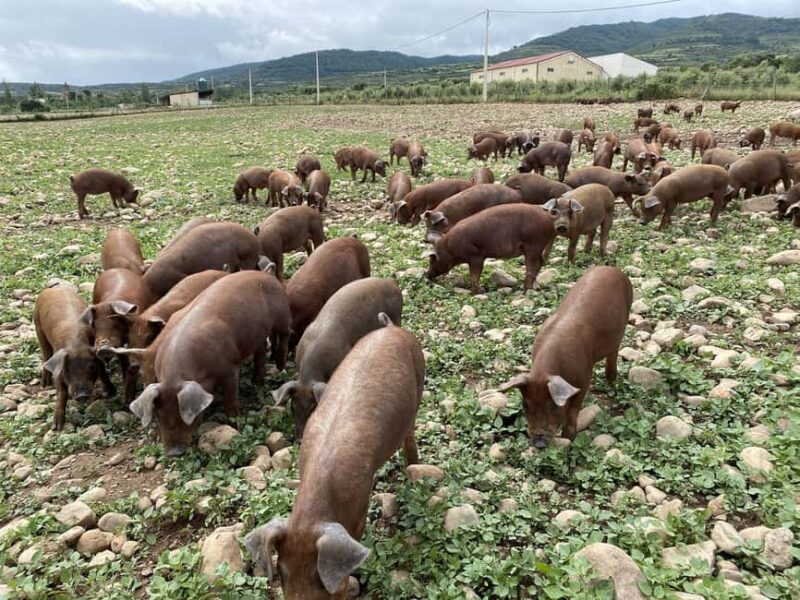 La Rioja: Organic Farm Tour & Spanish Ham Tasting with Wine - Discover La Rioja’s Organic Farm and Gourmet Tasting in Two Hours