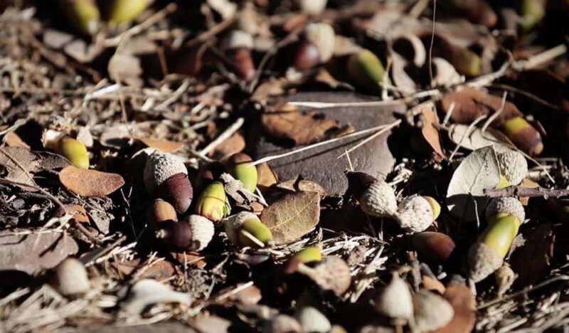 La Rioja: Organic Farm Tour & Spanish Ham Tasting with Wine - The Ham and Sausage Production Process