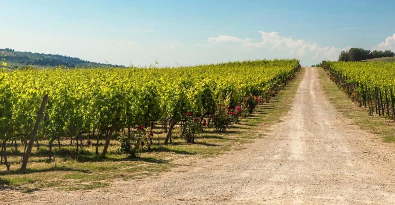 La Sala del Torriano Wine Experience - Discover Authentic Organic Wines and Olive Oil in Tuscany