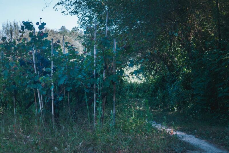 Lagoa da Ervedeira E-bike and Stand Up Paddle tour - Equipment and Support During the Tour