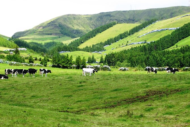 Lagoa do Fogo: Private Scenic Walking Tour - Scenic Return with Views of São Miguel’s South Coast