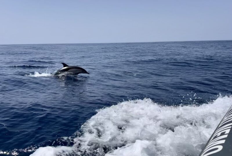 Lagoa: Dolphin Watching & Benagil Tour with Biologist Guide - Key Points