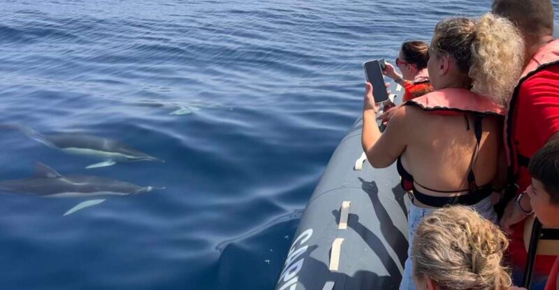 Lagoa: Dolphins Expedition with biologist guide on board - Key Points