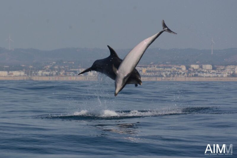 Lagoa: Dolphins Expedition with biologist guide on board - When to Book and What to Prepare