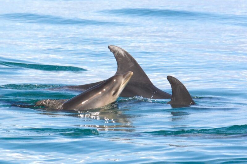 Lagoa: Dolphins Expedition with biologist guide on board - Lagoa: Dolphins Expedition with Biologist Guide on Board – What You Should Know