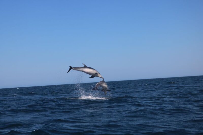 Lagoa: Dolphins Expedition with biologist guide on board - Frequently Asked Questions
