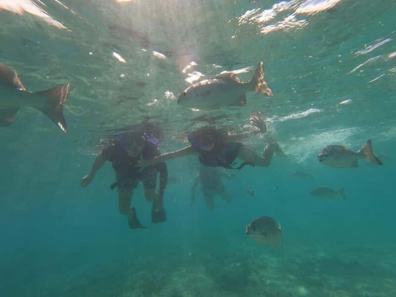 Lagoon ride and snorkeling - Snorkeling at the Aquatic Museum and Reef