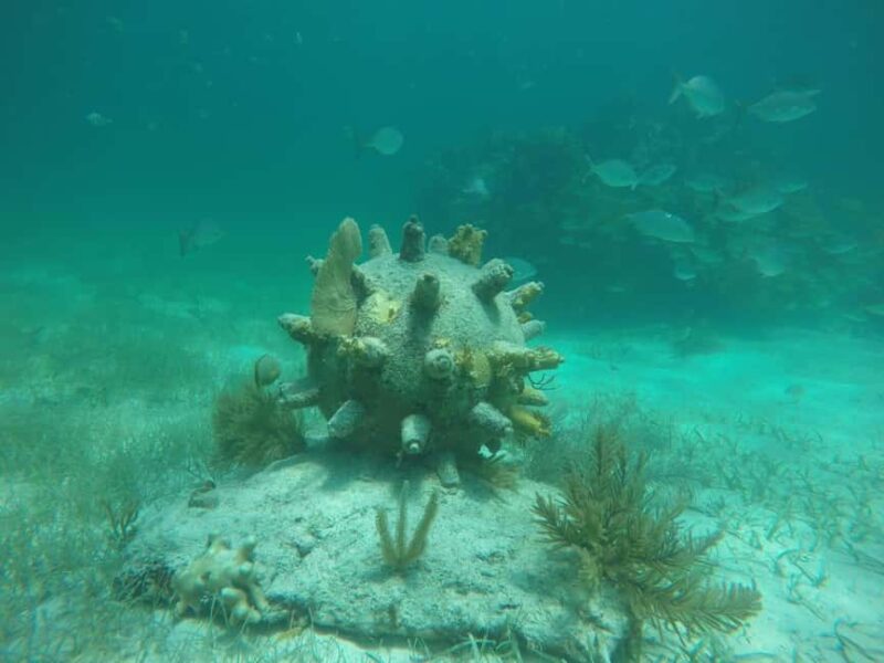 Lagoon ride and snorkeling - Additional Highlights: The Marine Environment and Scenic Views