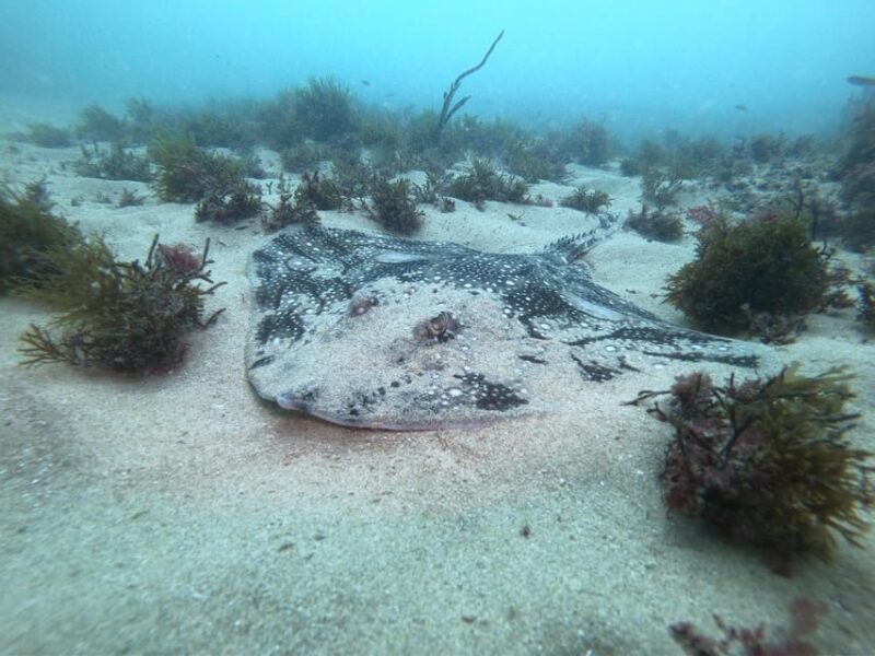 Lagos: 2 Dives on the local Reefs (FOR CERTEFID DIVERS ONLY) - Why Choose This Tour Over Others?