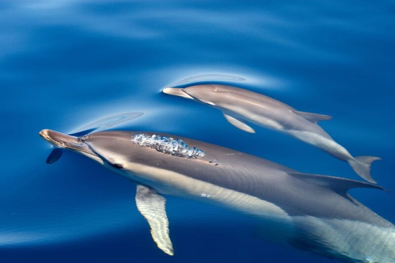 Lagos: Dolphin & Benagil Tour with Marine Biologist - Viewing the Dolphins: What to Expect