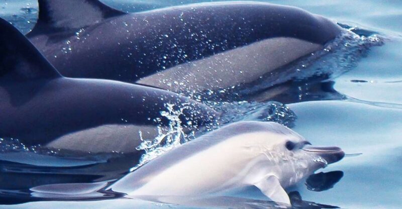 Lagos: Dolphin Watching with Professional Marine Biologists - Starting Point at Lagos Marina