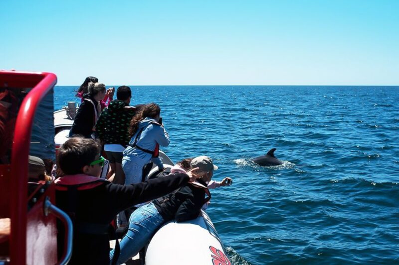 Lagos: Dolphin Watching with Professional Marine Biologists - Customer Experiences and Highlights
