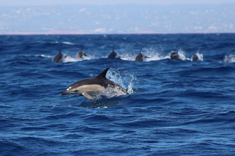 Lagos: Dolphin Watching with Professional Marine Biologists - Accessibility and Booking Flexibility