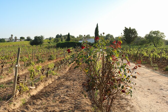 Lagos, Portimão & Carvoeiro: Wine Tasting, Tapas & Music Tour - Exploring the Algarve Wine Region at Algarve Gourmet