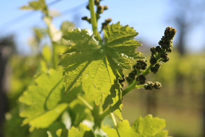 Lagos, Portimão & Carvoeiro: Wine Tasting, Tapas & Music Tour - Ease of Booking and Cancellation Policies