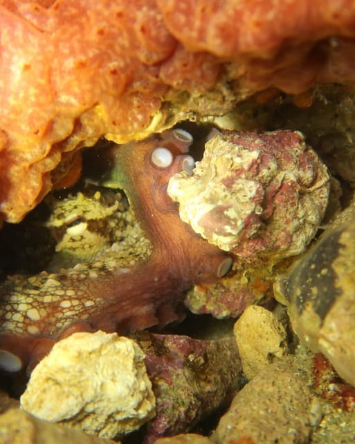 Lagos: Scuba Diving Experience for Beginners - Key Points