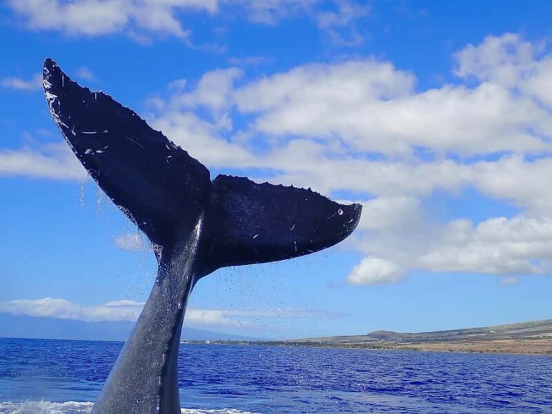 Lahaina: Day or Sunset Whale Watching Tour with Naturalist - The Role of Knowledgeable Guides and Naturalists