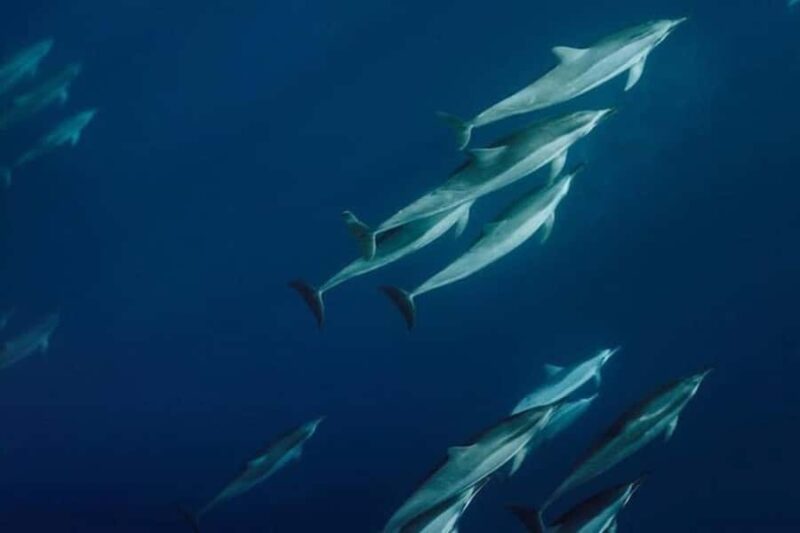 Lahaina: Humpback Whale Watching Cruise - Starting Point in Lahaina for Marine Encounters