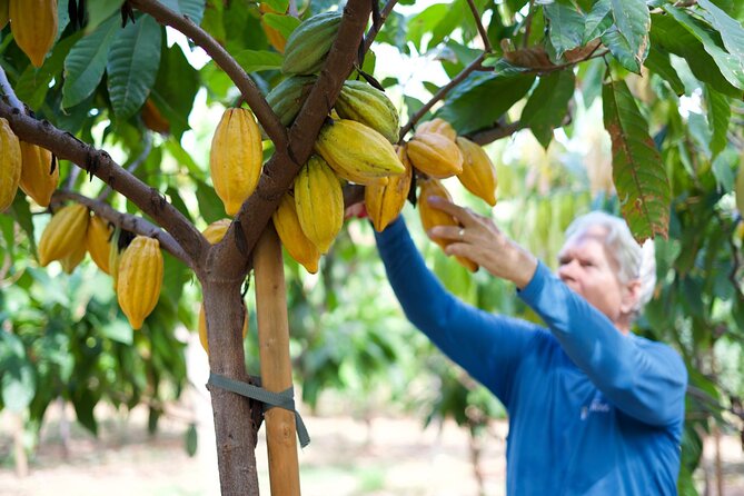 Lahaina: Maui Ku'ia Estate Guided Cacao Farm Tour and Tasting - Explore Maui’s Largest Chocolate Factory and Cacao Estate for $95