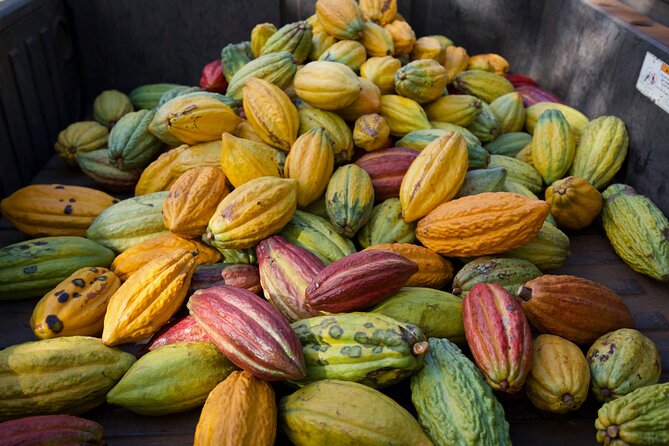 Lahaina: Maui Ku'ia Estate Guided Cacao Farm Tour and Tasting - Learning About Cacao Harvesting and Processing
