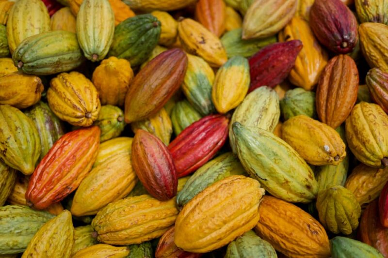 Lahaina: Maui Ku'ia Estate Guided Cacao Farm Tour & Tasting - Key Points
