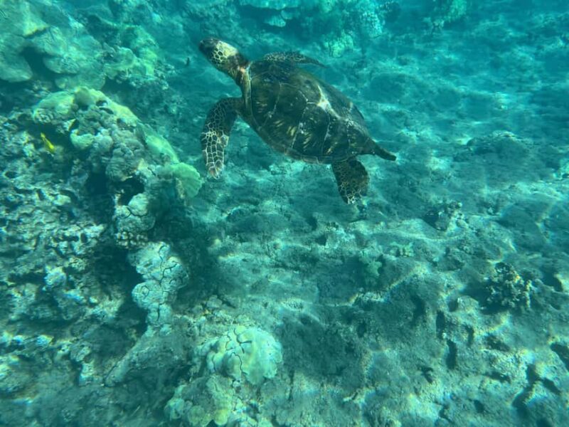 Lahaina: Olowalu Coral Reef Snorkeling Tour - Explore Olowalus Colorful Coral Reef on a Guided Snorkeling Adventure