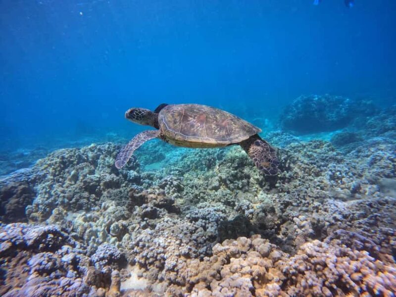 Lahaina: Small-Group Swim Lessons - Frequently Asked Questions