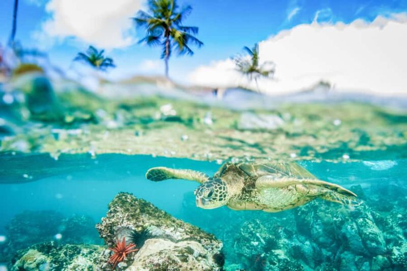 Lahaina: Stand Up Paddleboard Lesson - What to Expect During the Paddleboard Experience