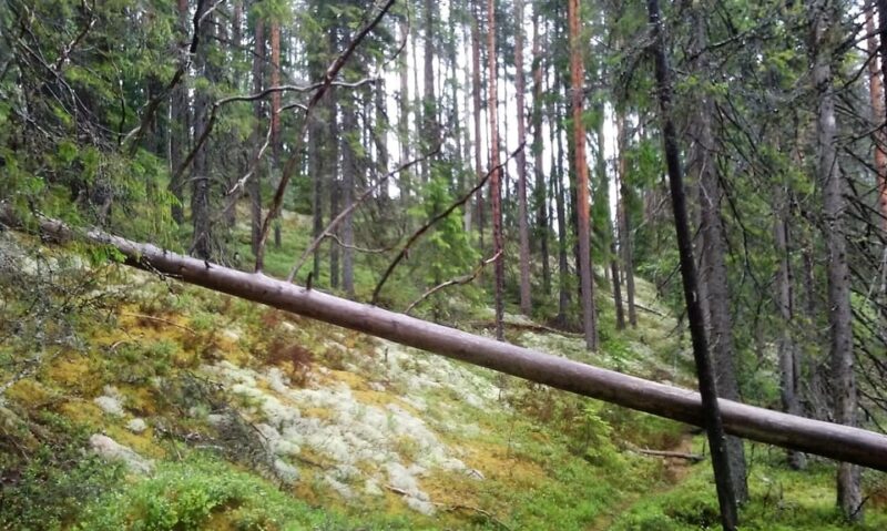 Lahti: Guided Hiking Tour to Kalliojärvi Lake - Flexibility and Cancellation Policy