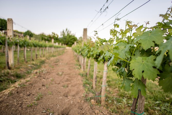 Lake Balaton Full Day Private Wine Tour - Final Thoughts on the Lake Balaton Full Day Private Wine Tour