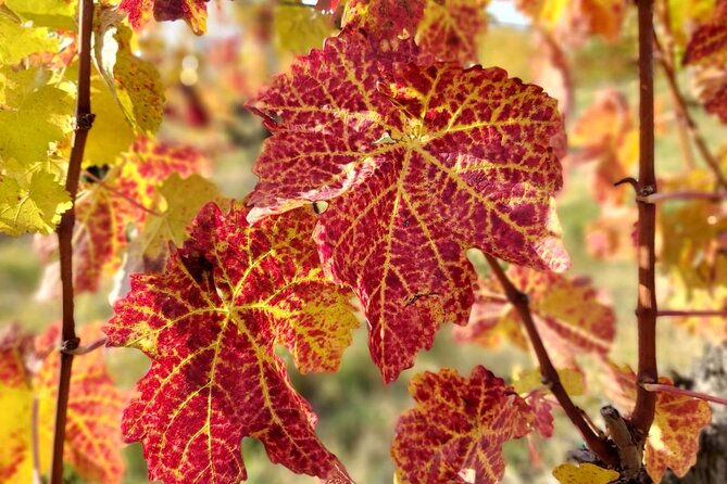 Lake Balaton private wine tasting and sightseeing from Budapest - Key Points