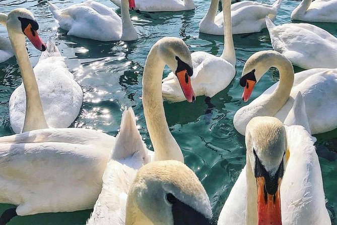 Lake Bled Tour from Ljubljana - Practicalities and Group Size