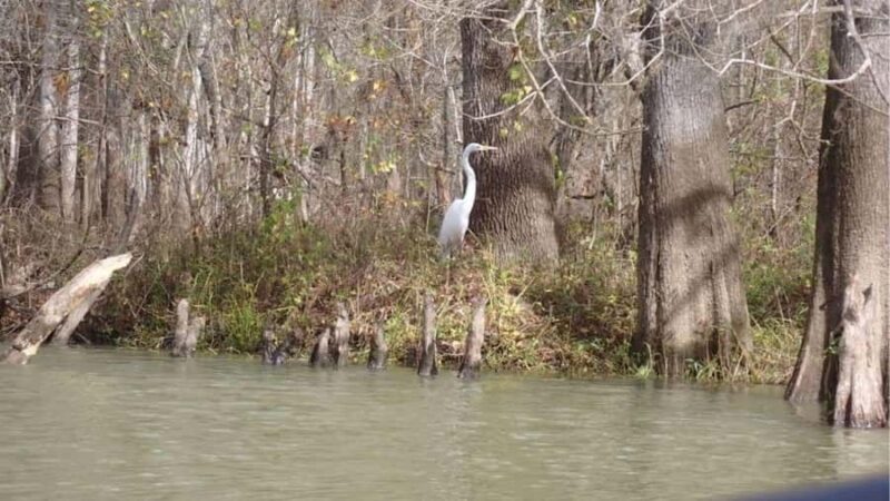 Lake Charlotte Flooded Cypress Forest | Eco Wonderland Tour - Explore Texas Largest Cypress Swamp on the Eco Wonderland Tour