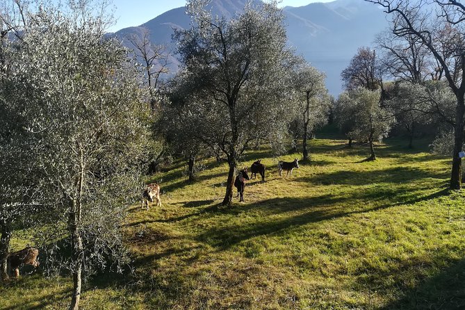 LAKE COMO Hiking Experience, from Villa Carlotta to Villa Balbianello - Visit to Villa Balbianello on the Edge of Lavedo Peninsula