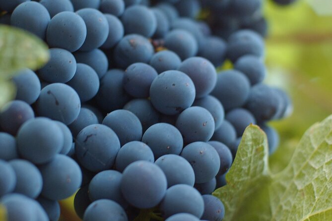 Lake Country Scenic Sip Wine Tour - 5 wineries on the tour - Peak Cellars: Panoramic Views and European Inspiration